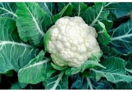 cruciferous