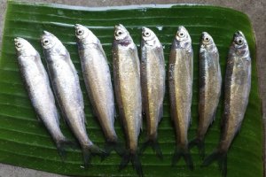 Chala/ Chelwa Fish (Whole)- Uncleaned