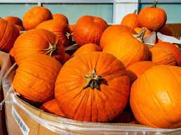  pumpkin